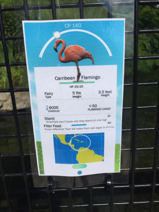fiche pokemon