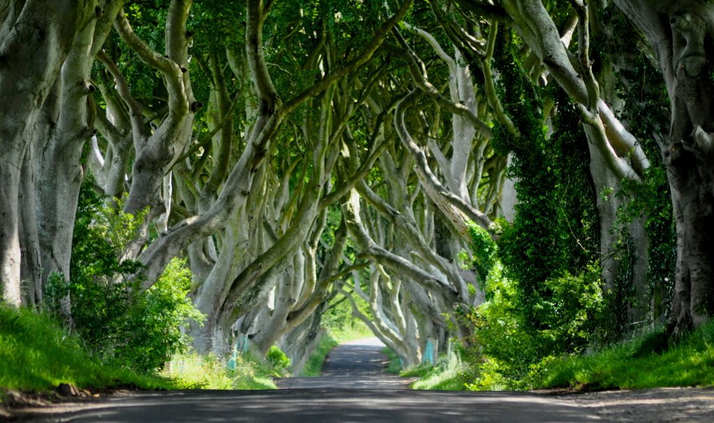 Dark_Hedges_Irlande_du_Nord