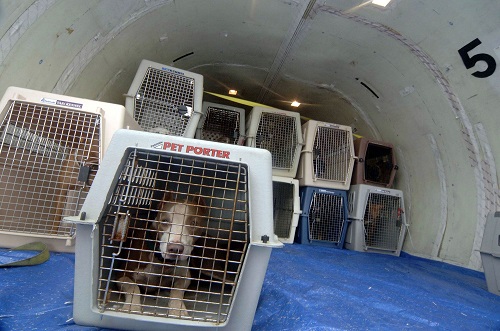 Un chien provoque l'atterrissage d'urgence d'un B737 à Moscou Un chien provoque l'atterrissage d'urgence d'un B737 à Moscou