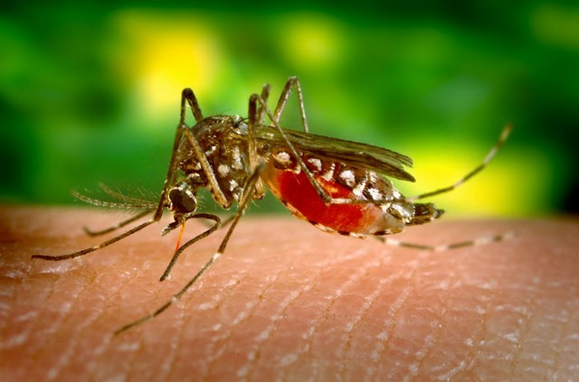 Dengue : la prudence est toujours de mise à Hong Kong Dengue : la prudence est toujours de mise à Hong Kong