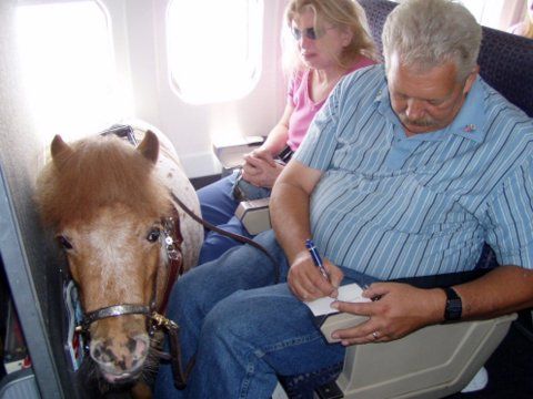 Alaska Airlines: un cheval comme voisin de siège Alaska Airlines: un cheval comme voisin de siège