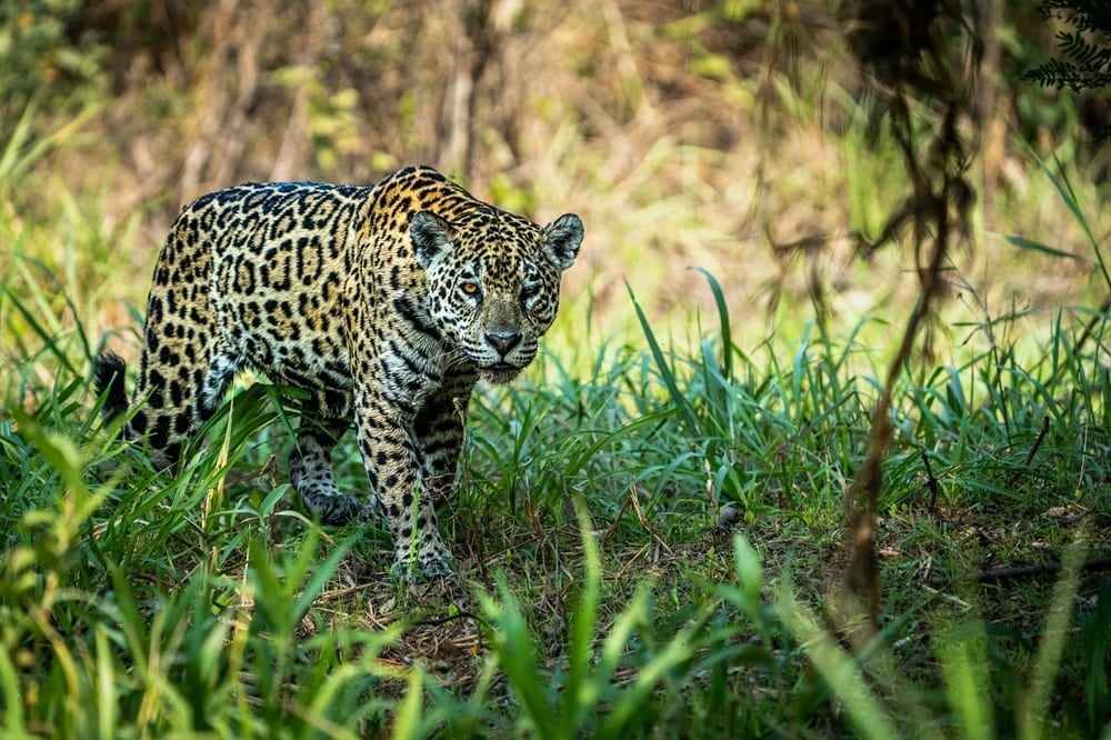 Pantanal jaguar