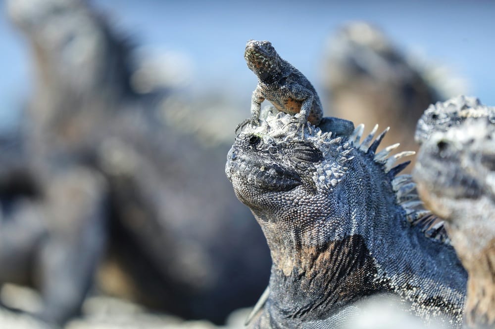 Galapagos